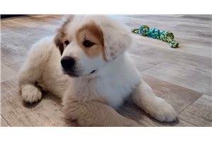 Drake - Great Bernese for sale