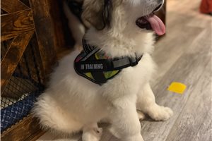 Daisy - Great Bernese for sale