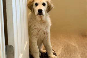 Nikau, a Great Pyrenees puppy
