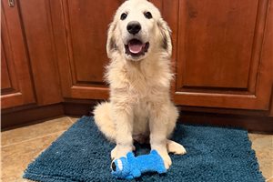 Nikau - Great Pyrenees for sale