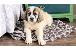 Naomi - Great Pyrenees for sale