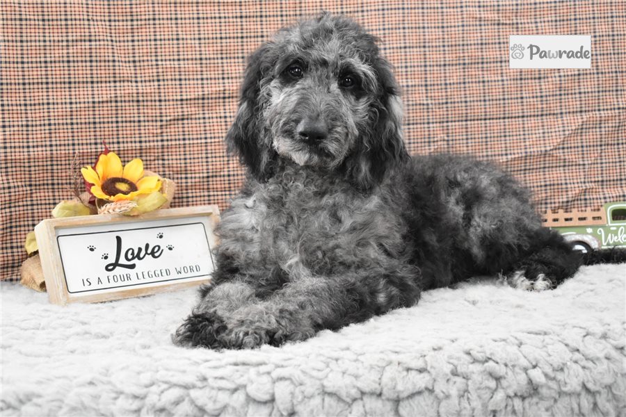 Matches - Labradoodle for sale
