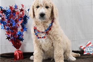 Rudy - Goldendoodle for sale