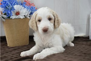 Riley - Goldendoodle for sale