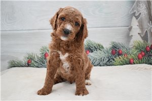 Finnegan - puppy for sale
