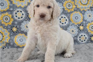 Tanya - puppy for sale