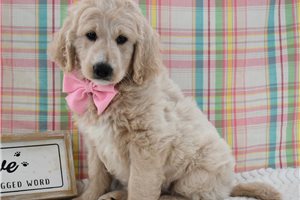 Tyla - Goldendoodle for sale