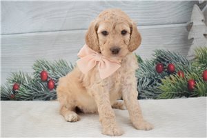Frida - puppy for sale