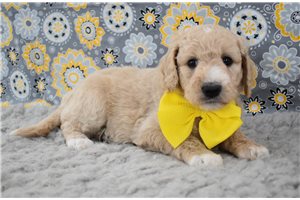 Tessa - puppy for sale