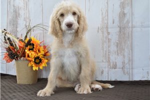 Tucker - Goldendoodle for sale