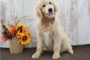 Tyla - Goldendoodle for sale