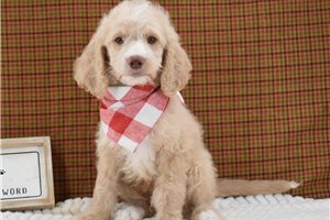 Tucker - Goldendoodle for sale