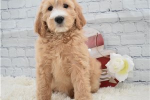 Fannie - puppy for sale