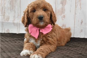 Marilyn - Goldendoodle for sale