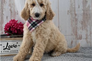 Rosita - Goldendoodle for sale