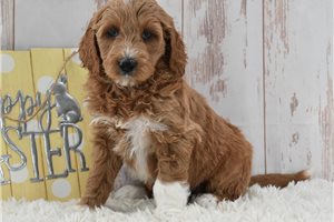 Maria - Goldendoodle for sale