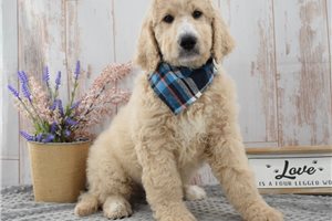 Rudy - Goldendoodle for sale