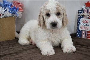 Reagan - puppy for sale