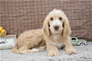 Tucker - Goldendoodle for sale