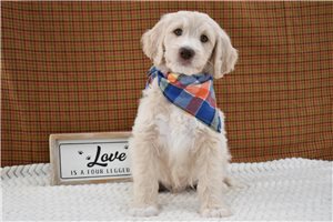 Teddy - Goldendoodle for sale
