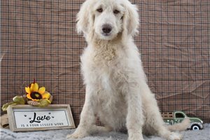 Tanya - Goldendoodle for sale