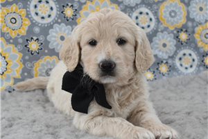 Tyla - puppy for sale