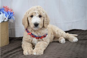 Rosita - puppy for sale