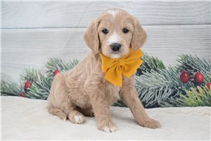 Francine - puppy for sale