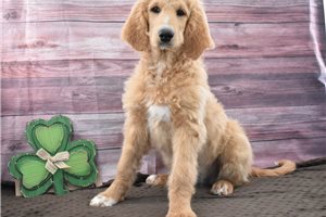 Farrah - puppy for sale