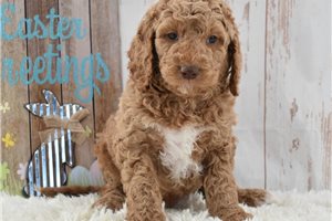 Michael - Goldendoodle for sale