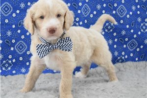 Tucker - Goldendoodle for sale