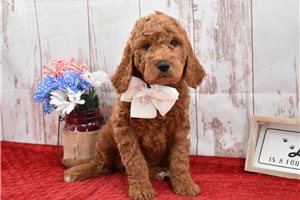 Amiyah - Goldendoodle for sale