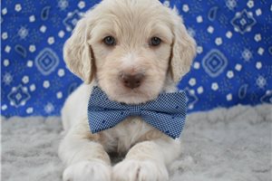 Teddy - puppy for sale