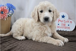 Ronin - puppy for sale