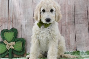 Plum - Goldendoodle for sale