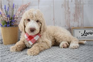 Regis - Goldendoodle for sale