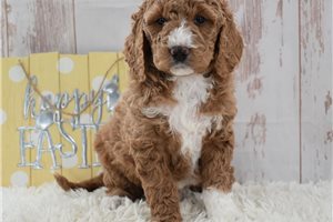 Mila - Goldendoodle for sale