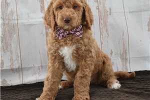 Michael - Goldendoodle for sale