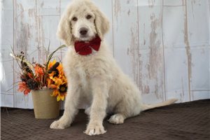 Tanya - Goldendoodle for sale