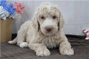 Regis - Goldendoodle for sale
