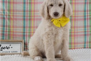 Tanya - Goldendoodle for sale