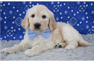 Truman - puppy for sale