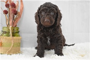 Jiminy - Labradoodle for sale