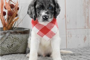 Masters - Labradoodle for sale