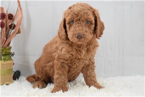 Jayden - Labradoodle for sale