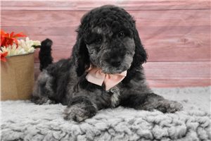 Moonshine - Labradoodle for sale