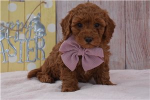 Nettie - Labradoodle for sale