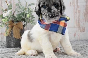 Mister - Labradoodle for sale