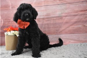 Monica - Labradoodle for sale