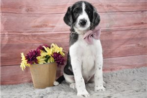 Moxy - Labradoodle for sale